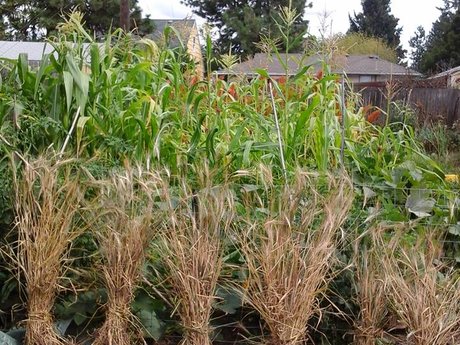 Yarden / Garden Planning