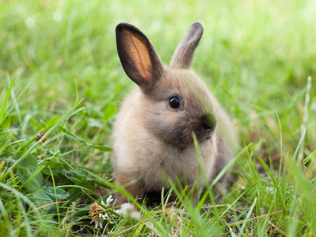 Text a pic of cute farm critter