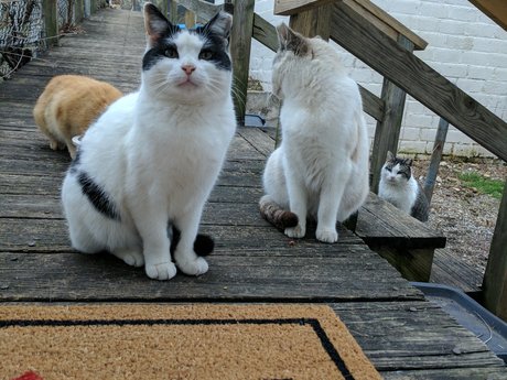 Pictures of cats