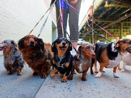 Dog Walking 