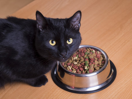 Pet sitting