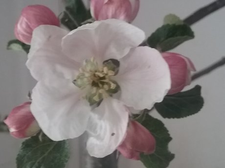 Custom Nature Shots