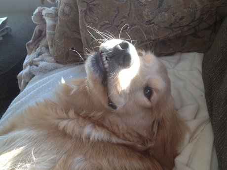 Pet Sitting