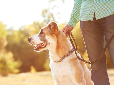20 minute dog walks