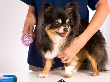 Dog Walking/Pet Sitting