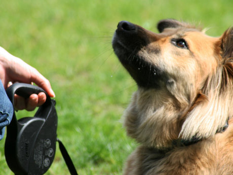 15 min consult on canine training