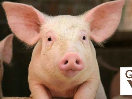 Tips for Being Vegan
