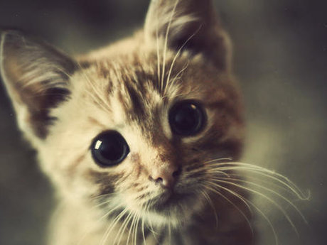 A photo of my cat