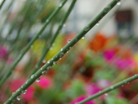Dew drops