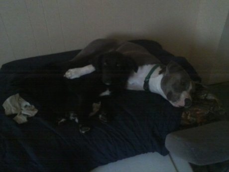 Dog training 
