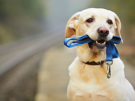 Dog Walking