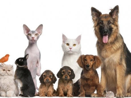Pet sitting 