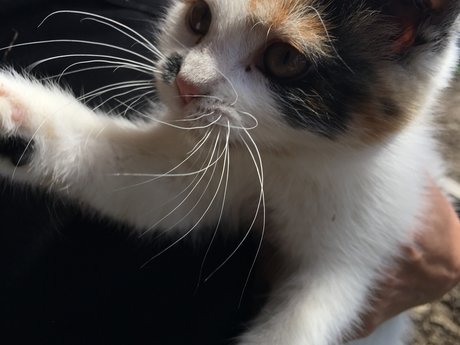 A cute picture of 1 of my pets. 