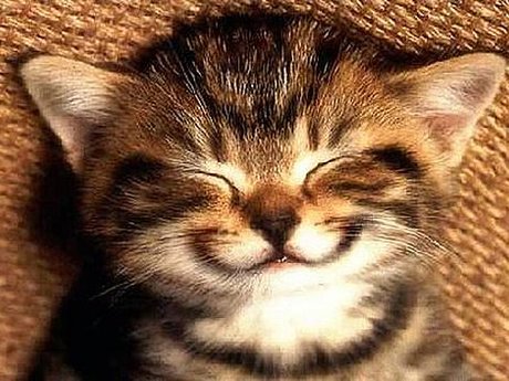 Tell a joke