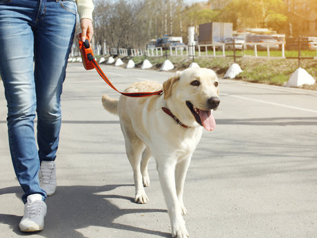 Dog Walking