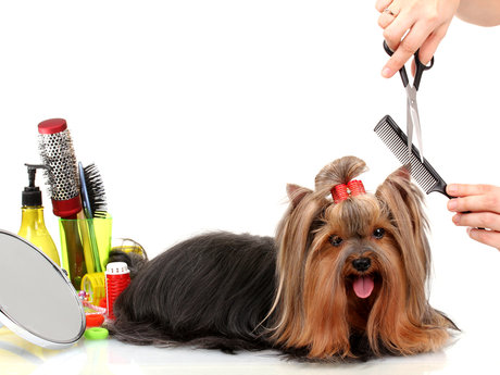 Pet nail trimming