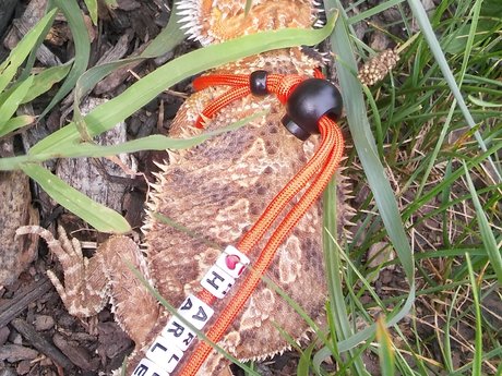 Personalized small pet harness