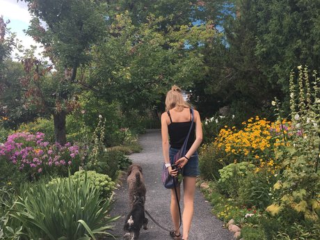 Dog Walking