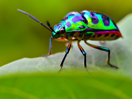 'Bug' Identification