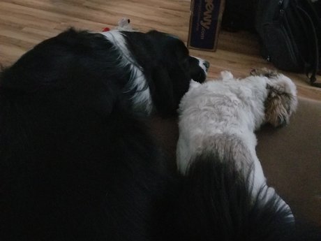 Pictures of my Pups