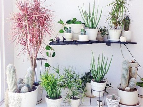 Tips for growing plants indoors