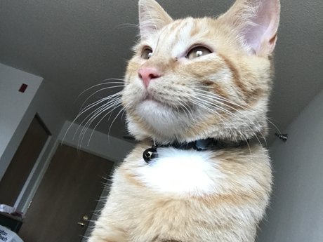 Cat pictures 
