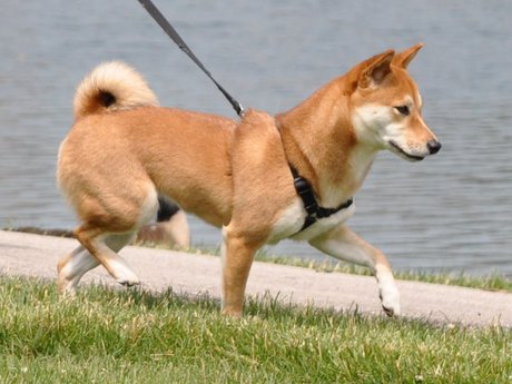 Dog sitting/dogwalking
