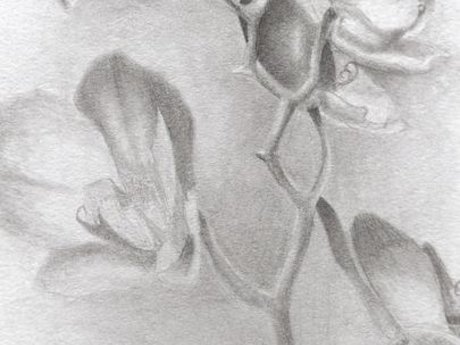 Sketches