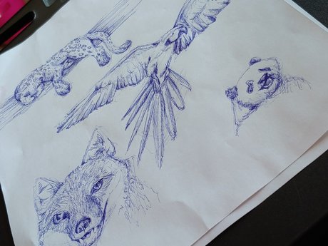 Custom Hand-Drawn Pet Portrait