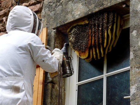 Honey Bee consultant
