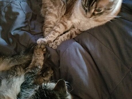 Cat Nutrition Consult