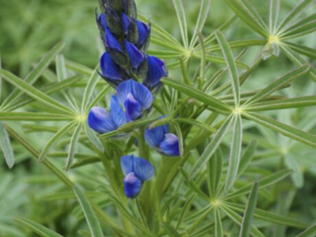 Lupin seeds