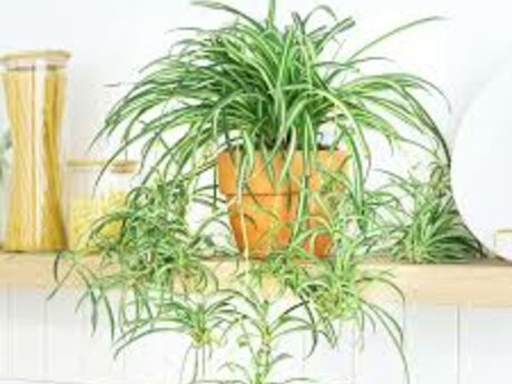 Spider Plants 