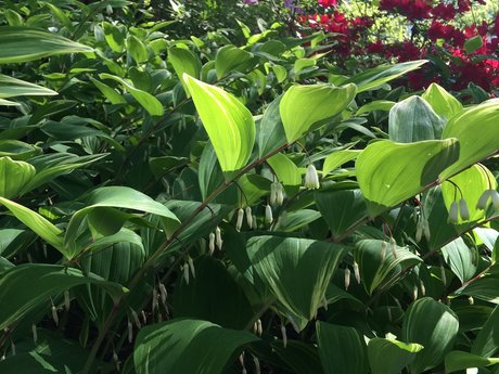 Plant identification consultation 