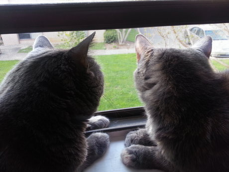 Cat-sitting! Feed, pet, & play