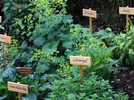 Plant Identification