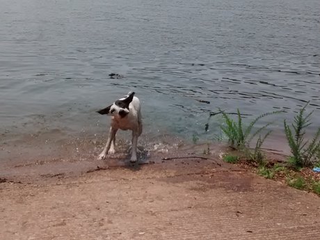 Dog walker/pet sitter 