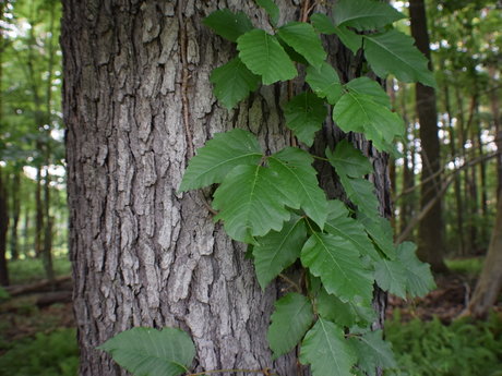 Tree identification 