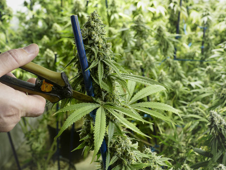 Ganja manicurist 