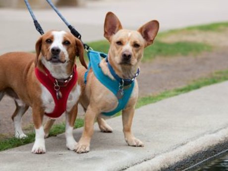 Dog Walking/Sitting