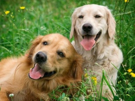 Dog Sitting