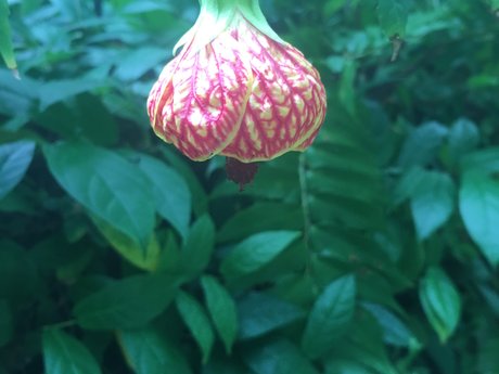 Bach Flower Essence Consultation 