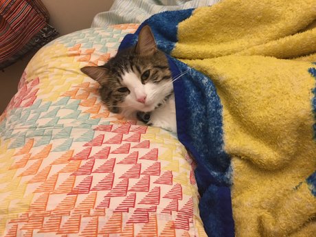 Cat sitting 