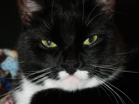 RBF cat pics