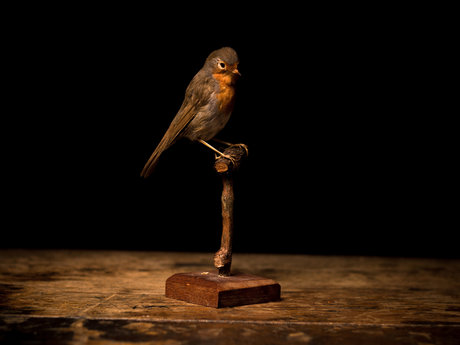 Small animal taxidermy