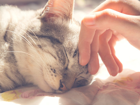Animal Sitter