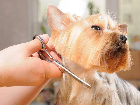 Like new grooming