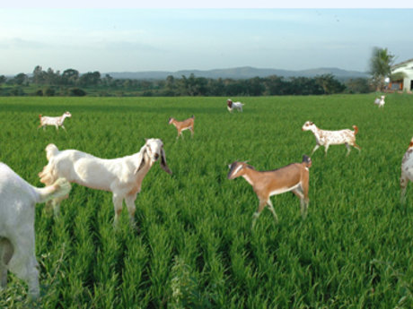Baby Goat Dehorning