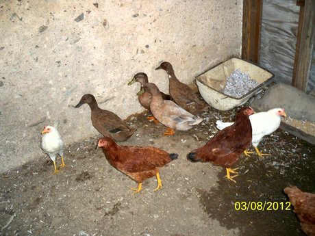 Home for chickens