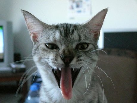 Let's Talk About Your Cat